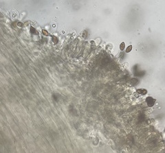 Calonarius olearioides