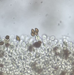 Calonarius olearioides