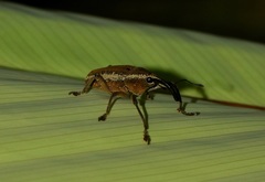 Cholus subcinctus
