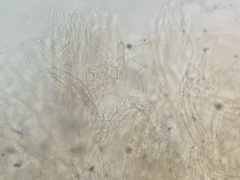 Calonarius olearioides