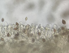 Calonarius olearioides