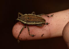 Cholus subcinctus