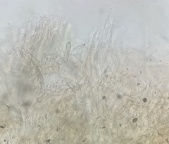 Calonarius olearioides