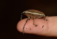 Cholus subcinctus