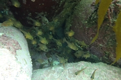 Pempheris adspersa