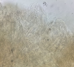 Calonarius olearioides