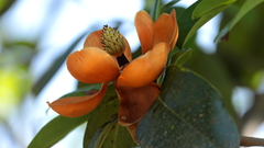 Magnolia tamaulipana