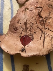 Calonarius olearioides