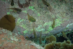 Pempheris adspersa