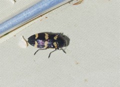 Castiarina rectifasciata