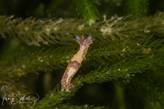 Polycera janjukia