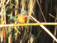 Alcedo atthis bengalensis