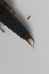 Austroperla cyrene