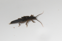 Austroperla cyrene
