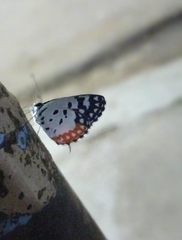 Talicada nyseus nyseus