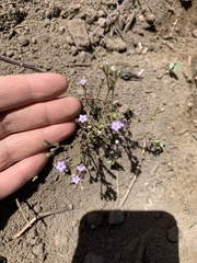 Gilia laciniata