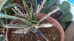 Agave parviflora parviflora