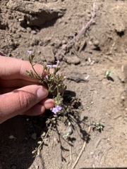 Gilia laciniata