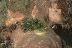 Polybranchia pallens