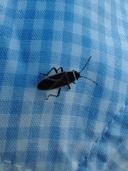 Ochrostomus pulchellus