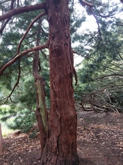 Sciadopitys verticillata