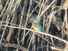 Alcedo atthis bengalensis
