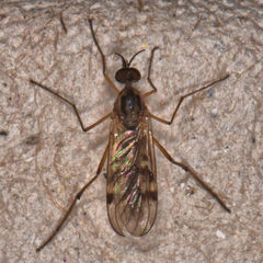 Sylvicola punctatus