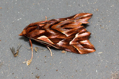 Clytoscopa iorrhoda