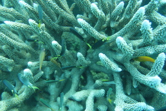 Neopomacentrus azysron