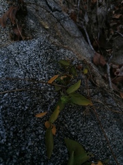 Tetramerium nervosum
