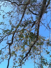 Coccoloba acapulcensis