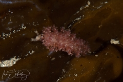 Hermaea evelinemarcusae