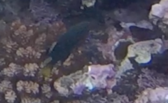 Pomacentrus philippinus