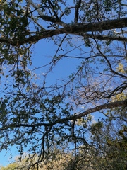 Coccoloba acapulcensis