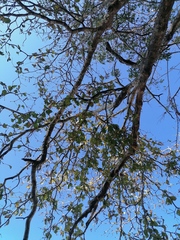 Coccoloba acapulcensis