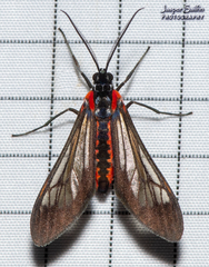 Rhynchopyga semirufa