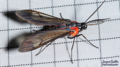 Rhynchopyga semirufa