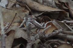 Oxybelis transandinus