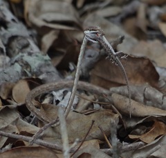 Oxybelis transandinus
