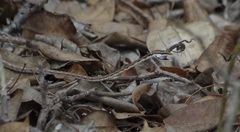 Oxybelis transandinus