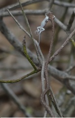 Oxybelis transandinus