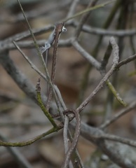 Oxybelis transandinus