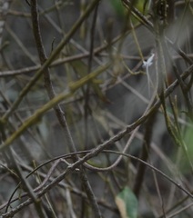 Oxybelis transandinus