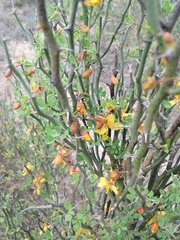 Parkinsonia texana