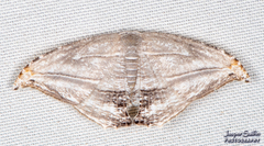 Morphomima fulvitacta