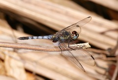 Erythrodiplax kimminsi