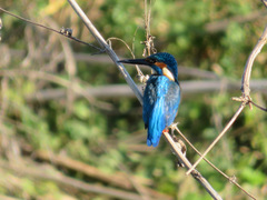 Alcedo atthis bengalensis