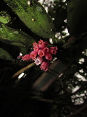 Cavendishia pubescens