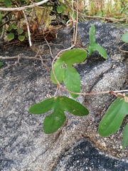 Passiflora viridiflora