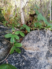 Passiflora viridiflora